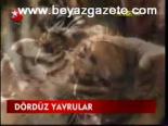Dördüz Yavrular