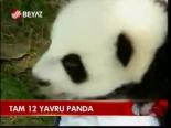 Tam 12 Yavru Panda