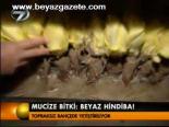 Mucize Bitki: Beyaz Hindiba!