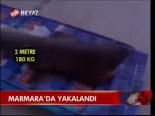 Marmara'da Yakalandı