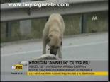 Köpeğin 'Annelik' Duygusu