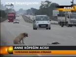 Anne Köpeğin Acısı