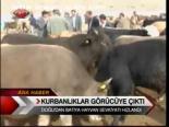Kurbanlıklar Görücüye Çıktı