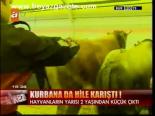 Kurbana Da Hile Karıştı !