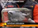 Papağan Kurtarıldı
