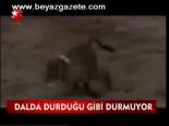 Dalda Durduğu Gibi Durmuyor