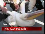 İyi Ki Ajan Değilmiş