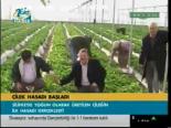 Çilek Hasadı Başladı