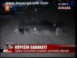 Köpeğin Sadakati