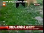Pitbull Dövüşü Vahşeti!