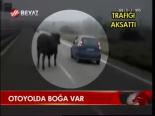 Otoyolda Boğa Var