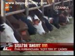Şişli Angus Avı