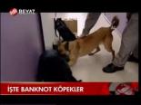 İşte Banknot Köpekler