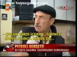 Pitbull Dehşeti!