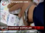 Banknot Köpekler