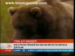 Yine Ayı Dehşeti