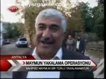 Maymun Yakalama Operasyonu