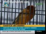 Kanaryalar Jüri Karşısında