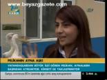 Pelikanın Ayna Aşrı