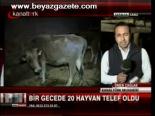 Bir Gecede 20 Hayvan Telef Oldu