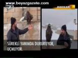 Evinde Kartal Besliyor