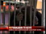 Hayvanların Tv Keyfi
