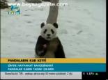 Pandaların Kar Keyfi