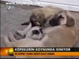 Köpeklerin Koynunda Isınıyor