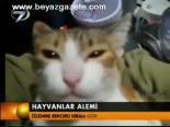 Hayvanlar Alemi