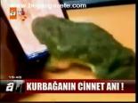 Kurbağanın Cinnet Anı !