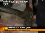 Havuzdan Piton Çıktı