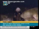 Panda Şaşırttı