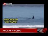 Avcılar Av Oldu
