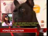Köpeği Haczettiler