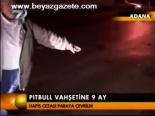 Pitbull Vahşetine 9 Ay