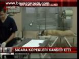 Sigara Köpekleri Kanser Etti