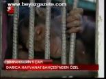 Şempanzelerin 5 Çayı