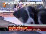 Hediye Köpekler
