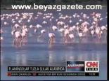 Flamingolar Tuzla Sulak Alanında