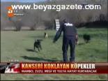 Kanseri Koklayan Köpekler