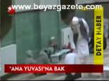 Ana Yuvasına Bak