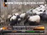 Karadeniz'de Hayvancılık
