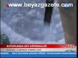 Kutuplarda Dev Köpekbalığı