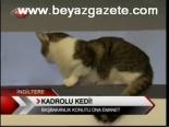 Kadrolu Kedi!