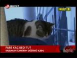 Fare Kaç Kedi Tut