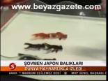 Şovmen Japon Balıkları