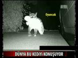 Dünya Bu Hırsız Kediyi Konuşuyor