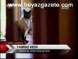 Hırsız Kedi!