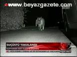 Kedi Suçüstü Yakalandı