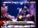 Zebra Balığı Mucizesi